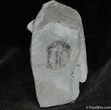 Inch Elrathia Trilobite In Matrix #854-1